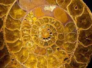 ammonite_low_res-600x441
